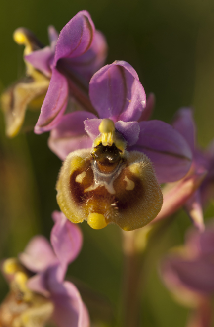 Ophrys dalla Lucania